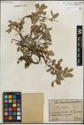 Foto von Salix kitaibeliana Willd.